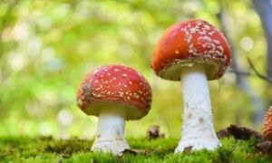 Questo fungo è molto diffuso nelle regioni temperate e boreali dell'emisfero settentrionale, comprese Europa, Asia e Nord America