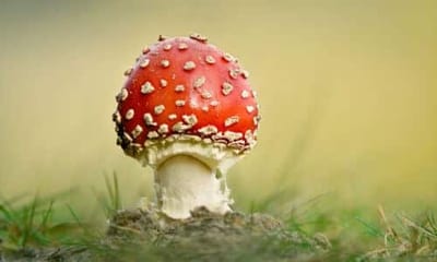 Riconoscere l'Amanita muscaria è relativamente semplice grazie alle sue caratteristiche distintive