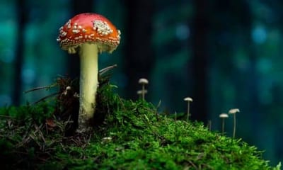 Sebbene l'Amanita muscaria non sia considerata una specie a rischio, la conservazione del suo habitat naturale è cruciale