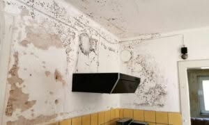 Sia i trattamenti chimici che quelli naturali possono essere utili, ma è importante adottare anche misure come l'aumento della ventilazione e la correzione dei danni strutturali