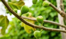 Sin dai tempi antichi, l'albero di fico ha attirato l'attenzione delle persone con la sua maestosità e i suoi frutti succosi