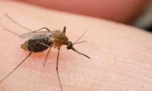 Tra i pappataci, le femmine sono le più problematiche, poiché sono loro che cercano il sangue umano o animale per completare il loro ciclo biologico