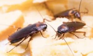 Una corretta pulizia è il primo passo per evitare la presenza di queste fastidiose creature