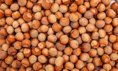 Una volta mature, le nocciole cadono dalla pianta e possono essere raccolte per il consumo o la lavorazione