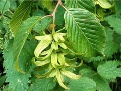 La pianta deve essere posta in un luogo soleggiato con terreno  ben drenato