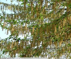Dal punto di vista ecologico, l'albero di carpinella svolge un ruolo significativo negli ecosistemi in cui si sviluppa