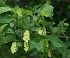Carpinella Albero