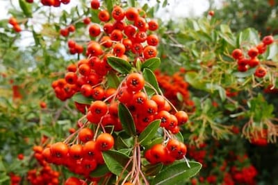 Queste bacche, a seconda della varietà, possono essere rosse, arancioni o gialle