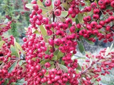 Talea piracanta