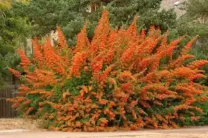 Pianta con spine e bacche rosse