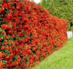 Pyracantha crenulata