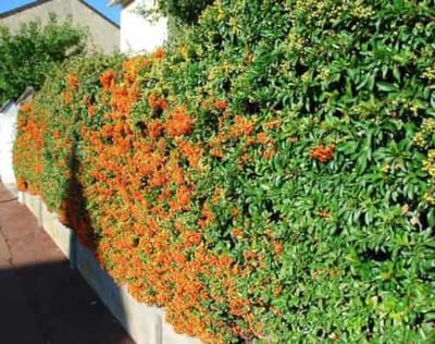 Pyracantha fioritura