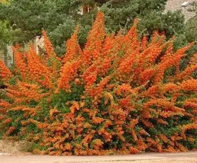 La Pyracantha, nota anche come "fuoco di baccello", tipicamente fiorisce in tarda primavera fino all'inizio dell'estate