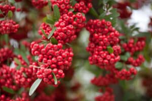 Pyracantha Atalantioides